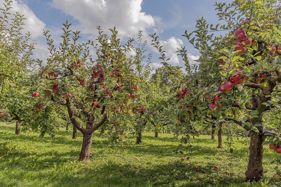 Streuobstwiesen Einfamilienhaus Holzgerlingen