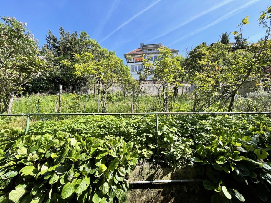 Garten Nordseite Mehrfamilienhaus Stuttgart