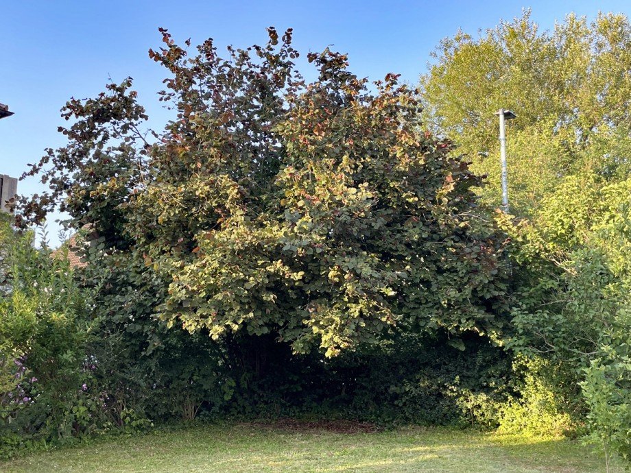 Garten mit Haselnussbaum Zweifamilienhaus Stuttgart